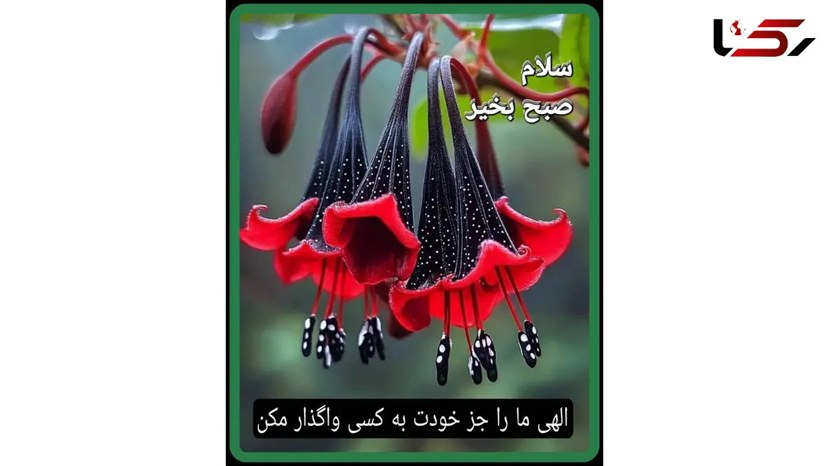 تفسیر فال حافظ امروز 7 آذر 1404