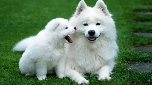 طرح صادرات سگ در مجلس تصویب شد 