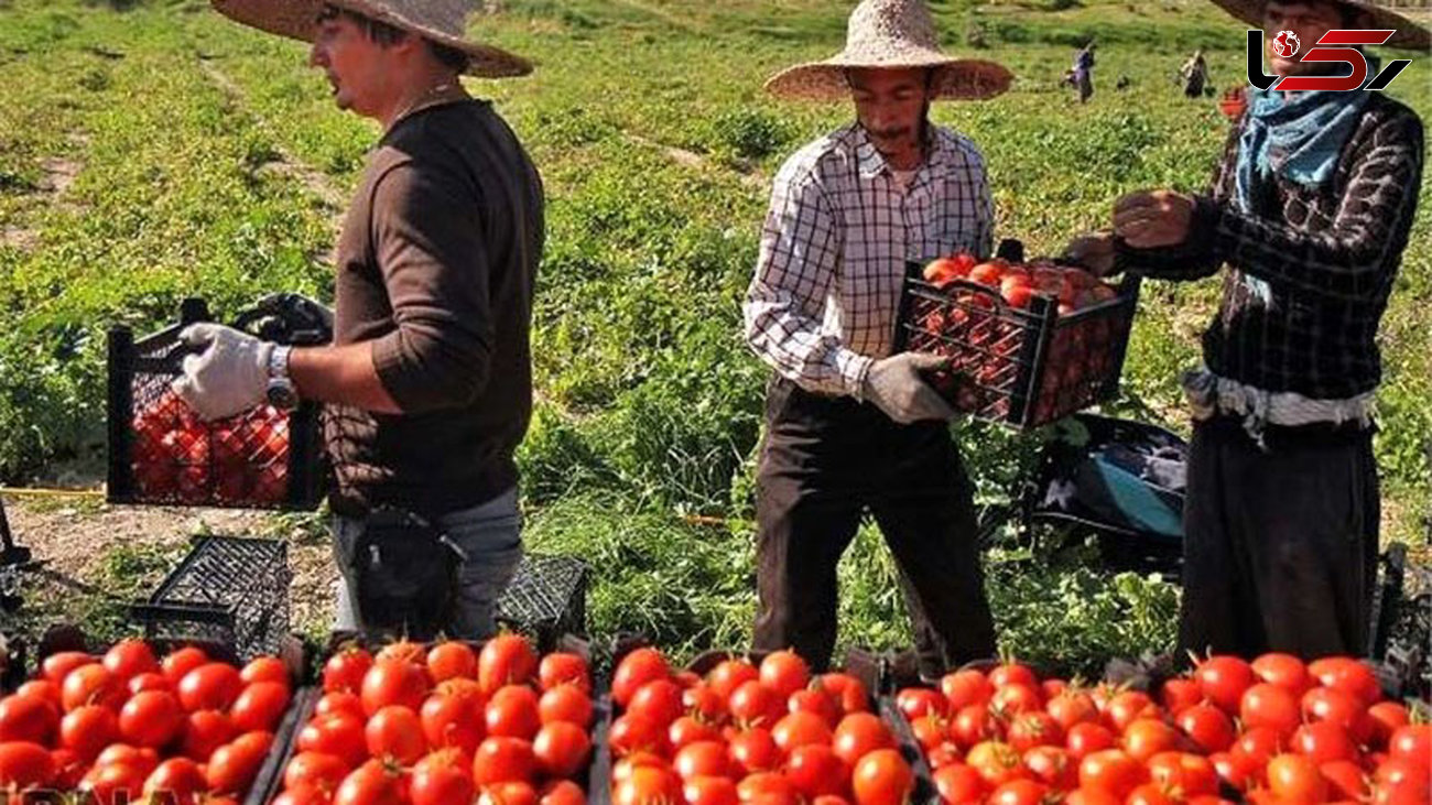گوجه فرنگی ایران در بازار قطر کیلویی ۵ هزار تومان/ خیار ۴۵۰۰ تومان