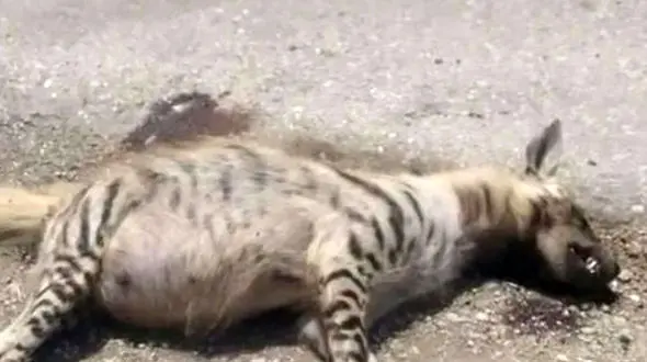 تلف شدن یک قلاده کفتار در شمال خوزستان