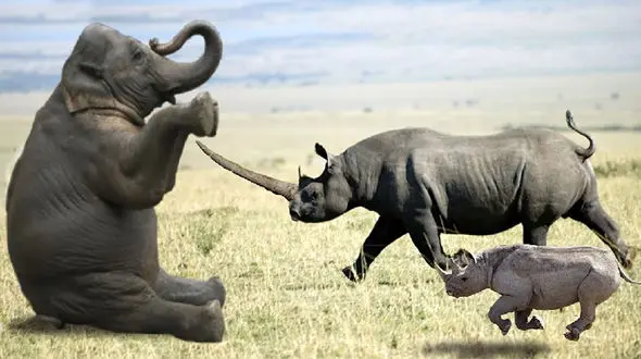 جنگ کرگدن با سایر حیوانات + فیلم