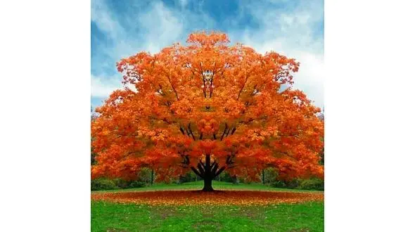 فال روزانه شخصی / 9 خرداد ماه + فیلم