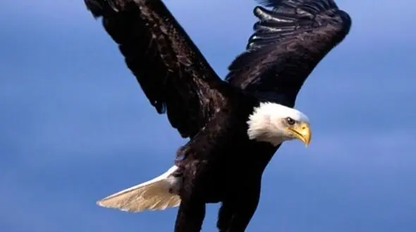 شکوهِ طبیعت / از نگاه عقاب تا خواب یوز