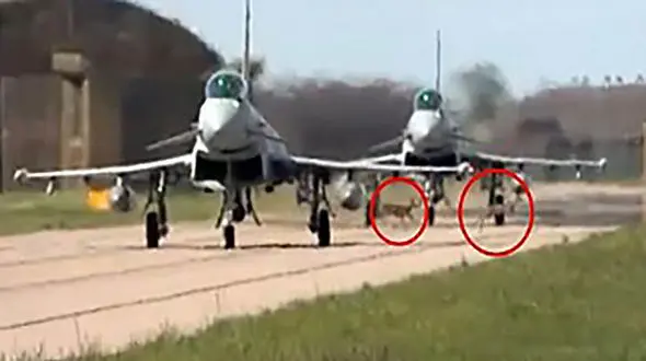 بازیگوشی خطرناک 3 گوزن قبل تیک آف جنگنده ها+  فیلم