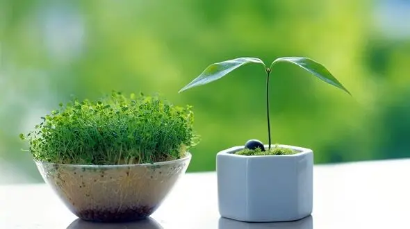 بهترین زمان برای  کاشت انواع سبزه عید نوروز