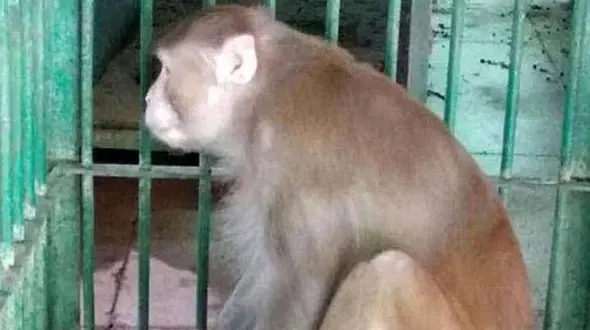 میمون مست به خاطر یک استکان الکل آدم کشت !                                                                                                                                                                                                                     