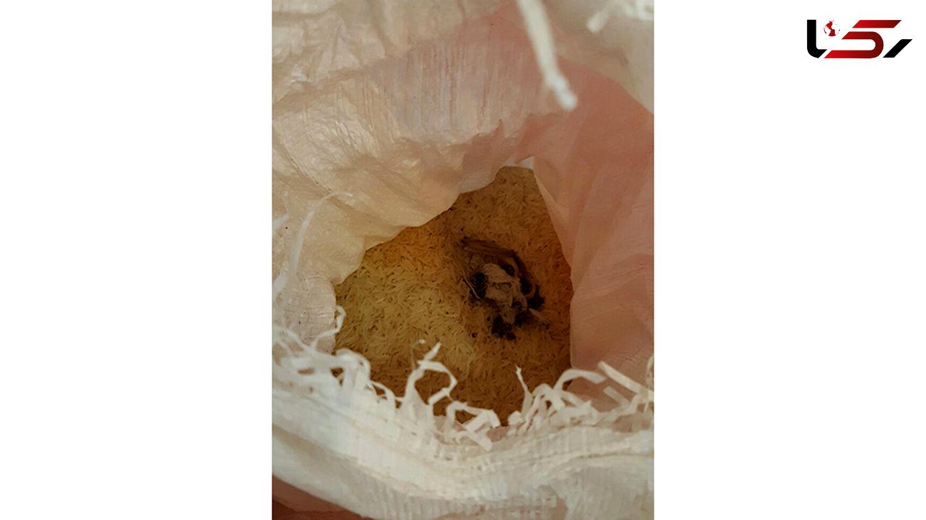  پیدا شدن دم موش در کیسه برنج یک برند معروف+فیلم و عکس