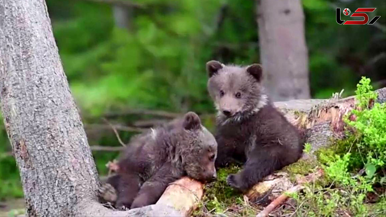 نجات توله خرس از لای شاخه درختان + فیلم