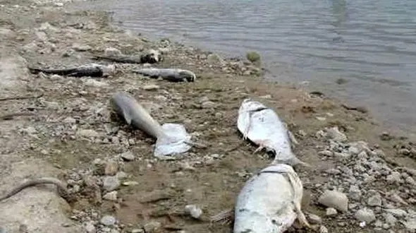 تلخ ترین عکس از مرگ دسته جمعی ماهی ها در گناوه! + جزییات