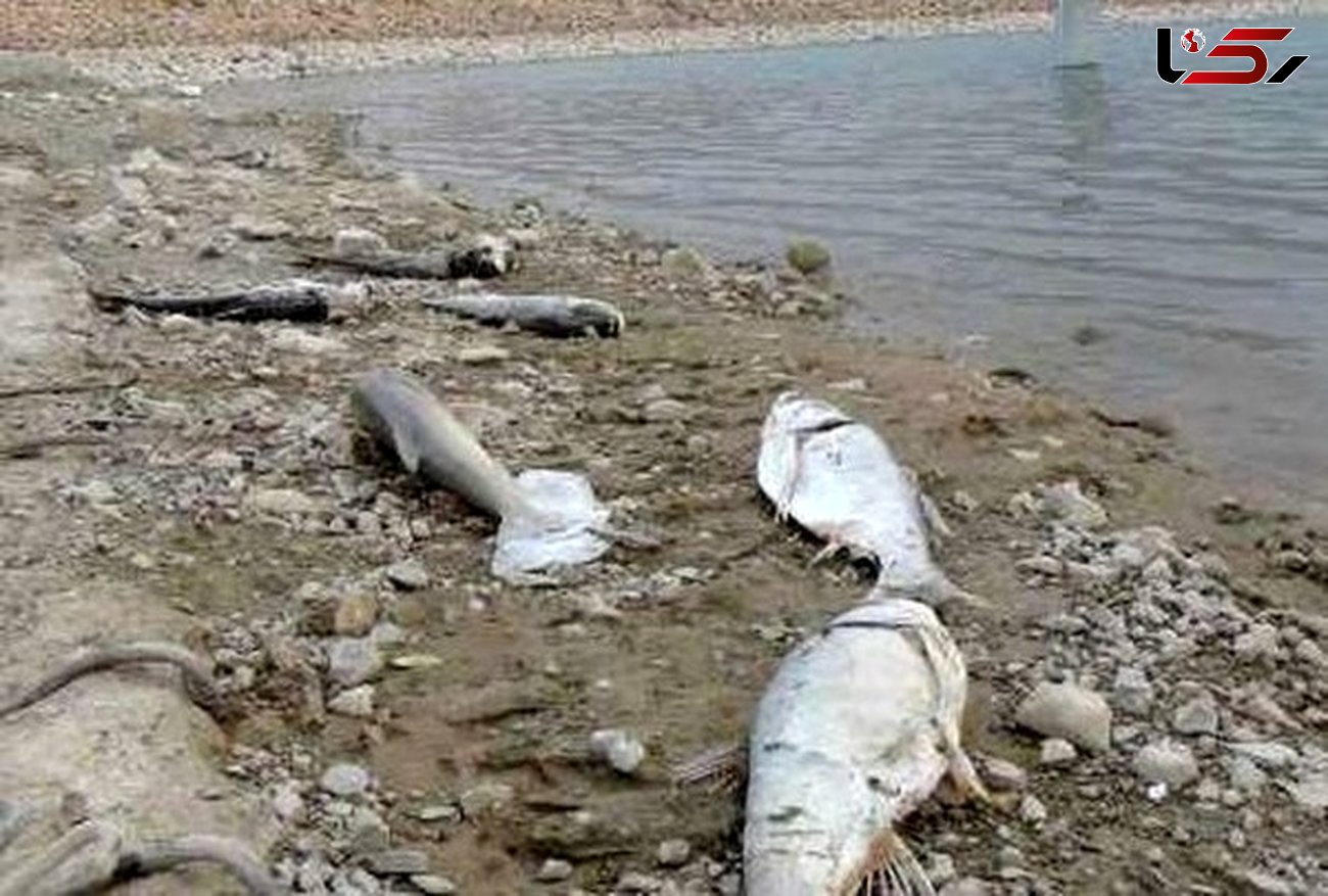 تلخ ترین عکس از مرگ دسته جمعی ماهی ها در گناوه! + جزییات