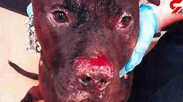 مردی سگش را گاز گرفت و خورد! + عکس