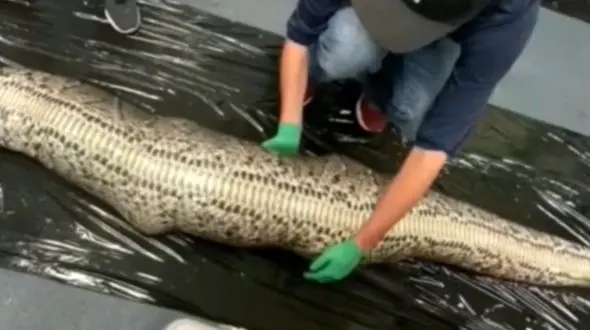 بلعیدن تمساح ۲ متری توسط مار پیتون + فیلم