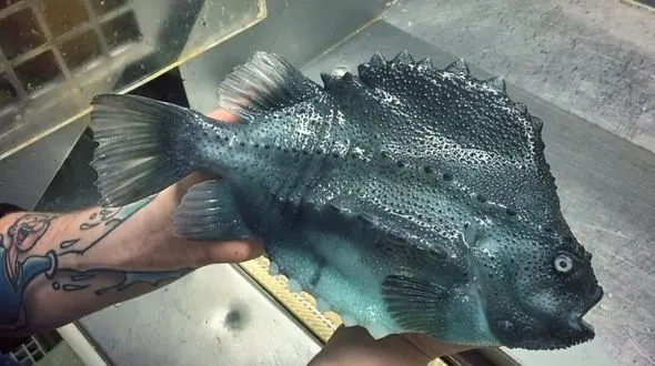 موجودات وحشتناک و خارق العاده ای که در دریا زندگی می کنند/ از چشمان زرد تا صورت بی چشم و دندان های اره ای +تصاویر 