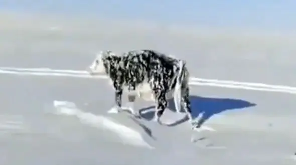 فیلم یخ زدن حیوانات بر اثر شدت سرما