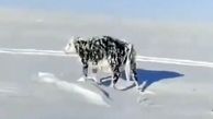 فیلم یخ زدن حیوانات بر اثر شدت سرما