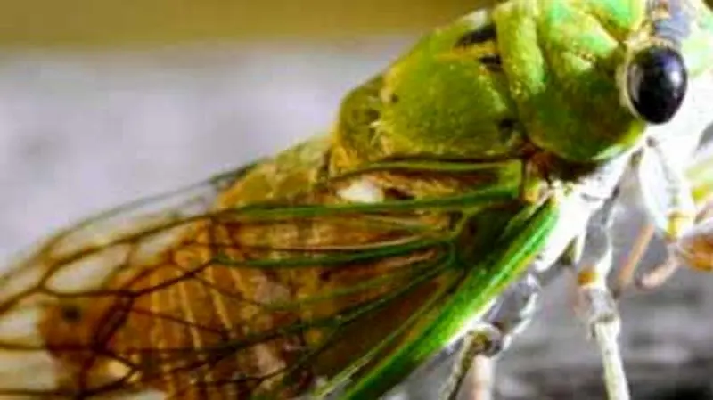 بال_های جیرجیرک