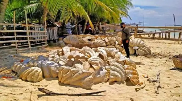 قیمت گذاری فسیل 150 تنی در صدف + عکس