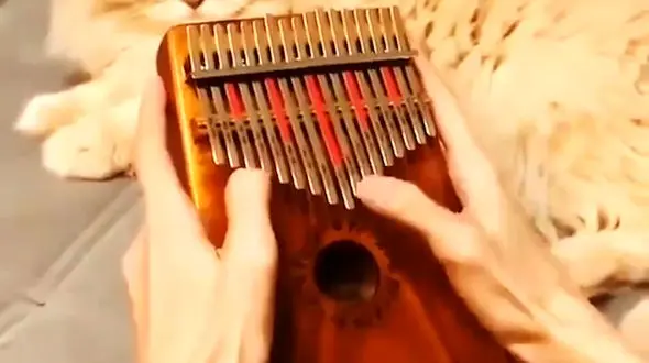 کالیمبا نوازی + فیلم