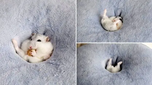 خنگ‌ترین مار جهان را ببینید + عکس های دیدنی