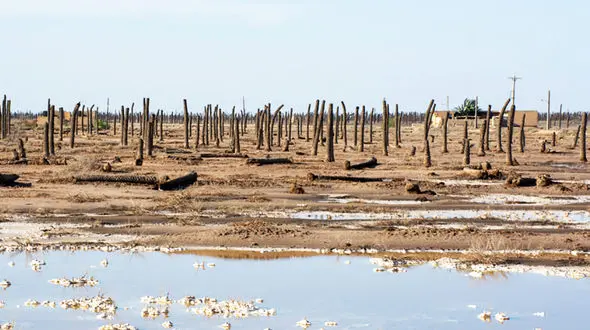 بهمنشیر در حال مرگ است / نسل کشی 3 میلیون نخل در آبادان حاصل سیاست های غلط حکمرانی منابع آب کشور