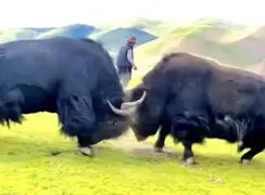 نبرد سنگین گاومیش ها + فیلم