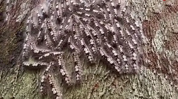 حساسیت کرم‌های پیله‌ساز در برابر سر و صدا + فیلم