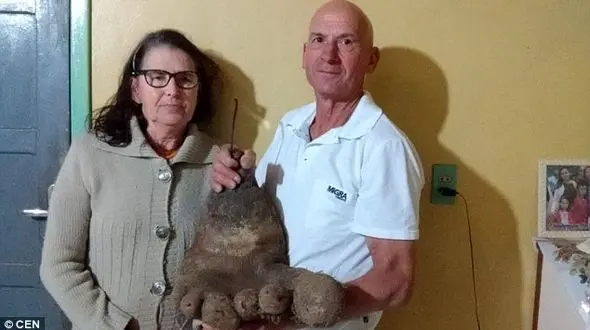 شوکه شدن زوج برزیلی با دیدن این سیب زمینی وحشتناک+عکس