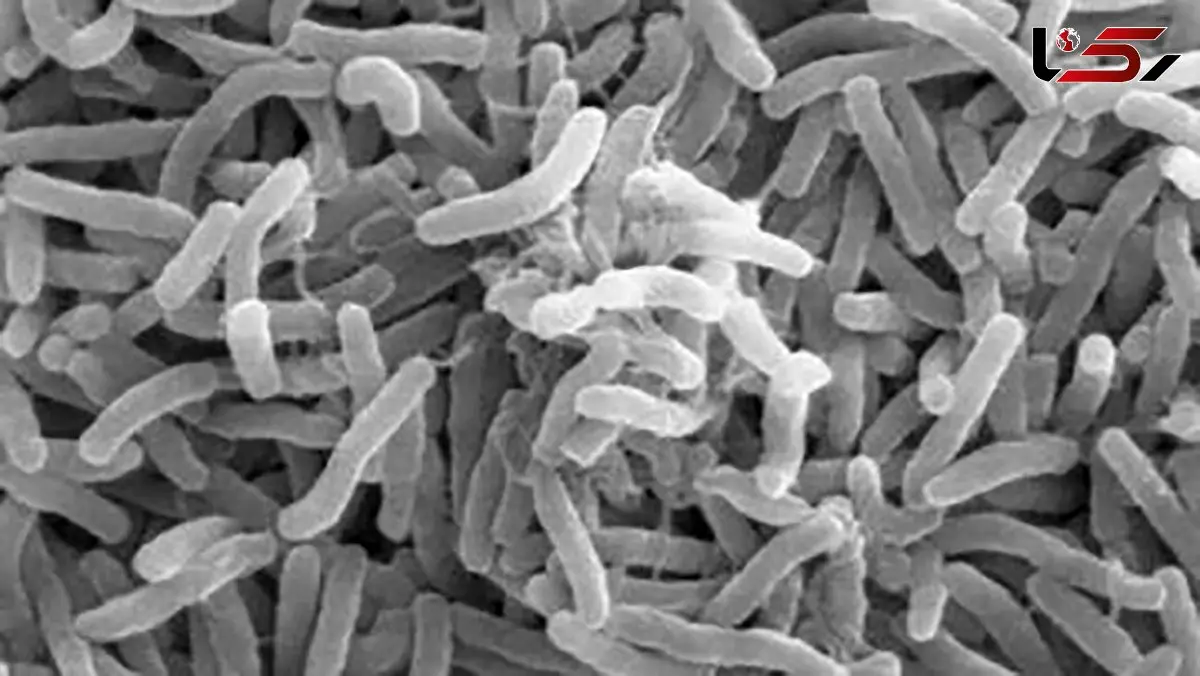 شیوع وبا در بیخ گوش ایران