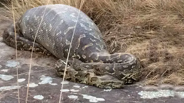 فیلم /  مار پیتون زن بدشانس را درسته بلعید