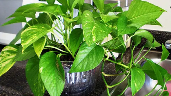 روش تقویت گیاهان در خانه