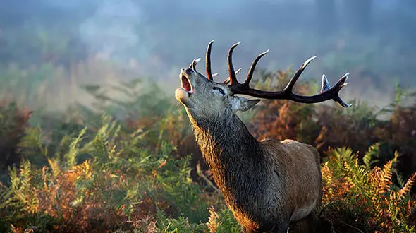 ممنوعیت ورود گردشگران به جنگل هفت خال کیاسر / علت چیست؟