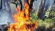 برداشت عسل با آتش‌سوزی ختم شد / مرد جنوبی درختان را به آتش کشید + فیلم