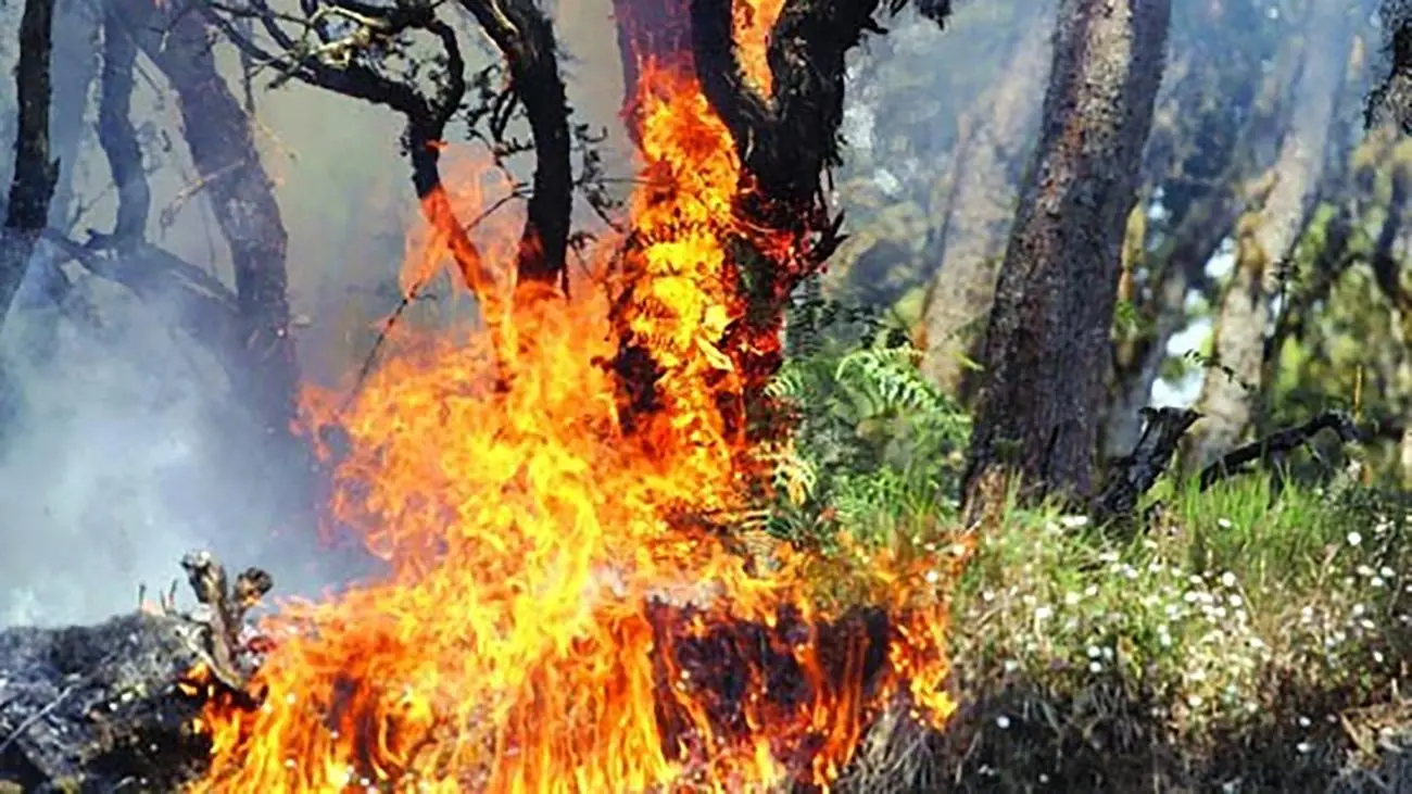 برداشت عسل با آتش‌سوزی ختم شد / مرد جنوبی درختان را به آتش کشید + فیلم