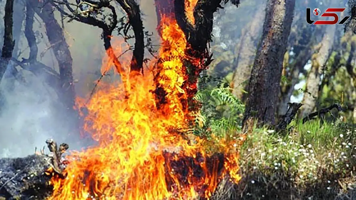 برداشت عسل با آتش‌سوزی ختم شد / مرد جنوبی درختان را به آتش کشید + فیلم
