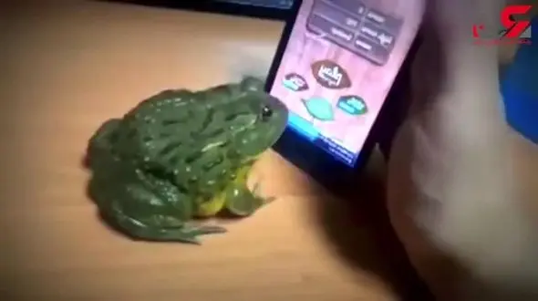 قورباغه عصبانی دست صاحبش را بلعید! + فیلم