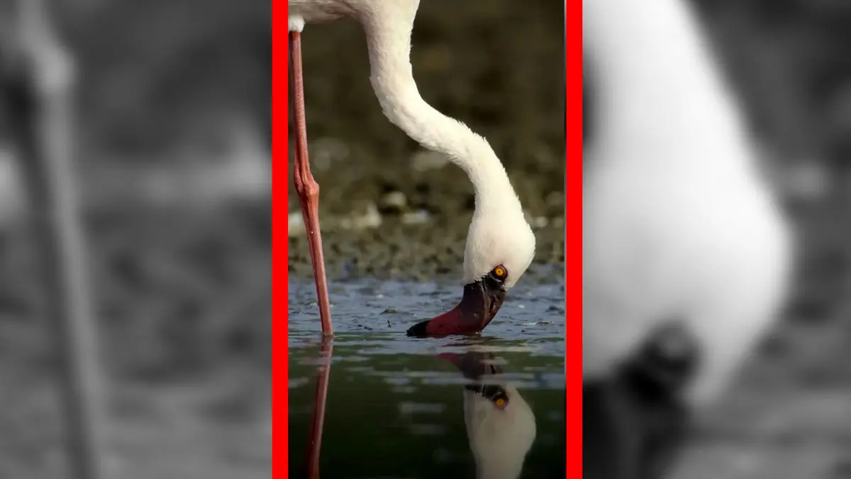 فیلم مناظر دیدنی از فلامینگوها