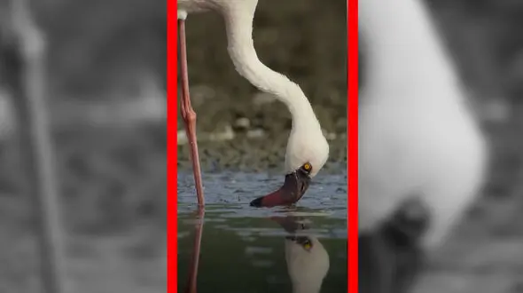 فیلم مناظر دیدنی از فلامینگوها