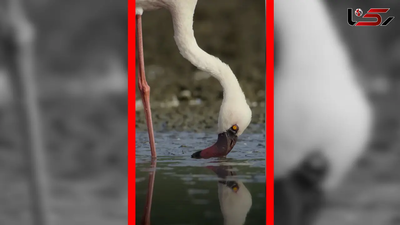 فیلم مناظر دیدنی از فلامینگوها
