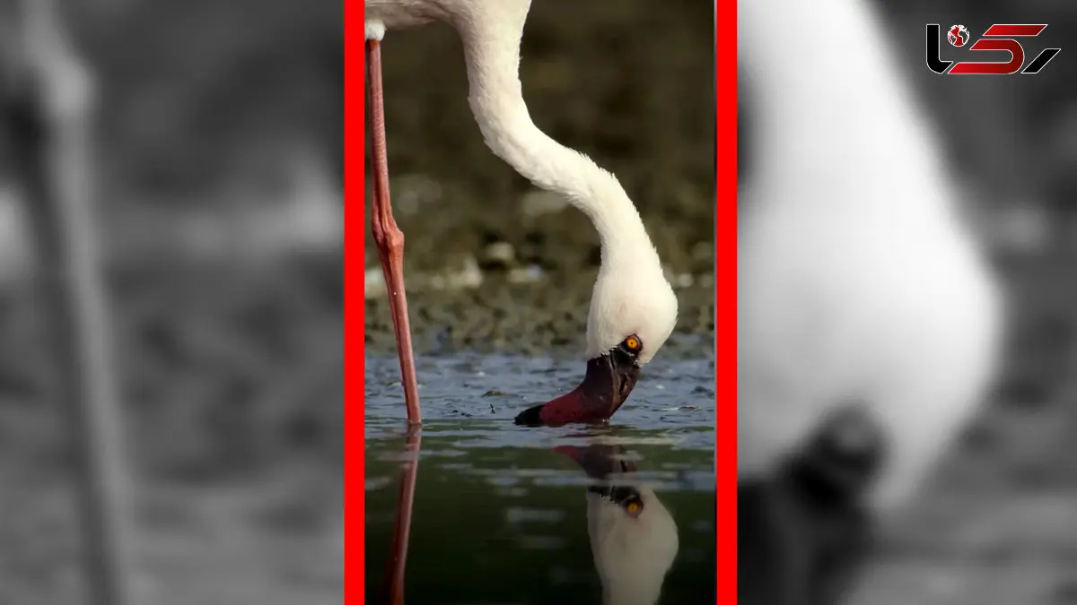 فیلم مناظر دیدنی از فلامینگوها