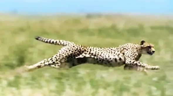 سرعت و قدرت شگفت انگیز چیتا در شکار آهو + فیلم