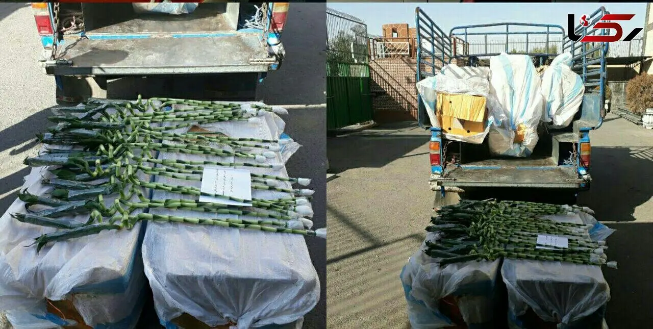 قاچاق لاکی بامبو در بازار گل امام رضا + عکس 