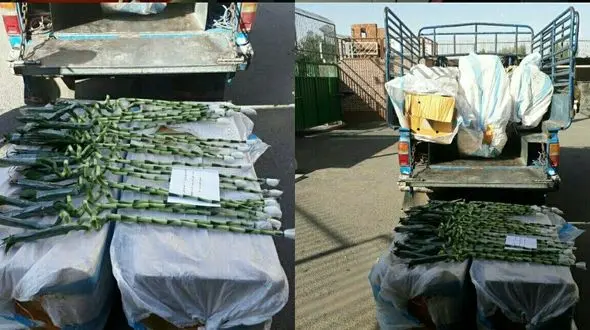 قاچاق لاکی بامبو در بازار گل امام رضا + عکس 