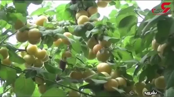 روستایی که بیکاری در آن معنا ندارد / این روستا را خدا آفرید 