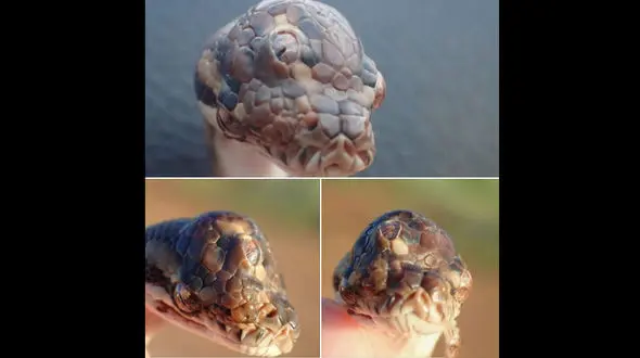 مار 3 چشم استرالیایی خبر ساز شد +عکس