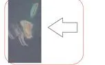 مشاهده لکه‌های تیره رنگ در آب‌های اطراف خارگ/ پرونده‌ای که می‌تواند به پیگرد بین‌المللی برسد