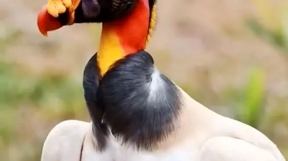 از پیچیدگی خرطوم فیل تا یکی از قدرتمندترین پرنده ها