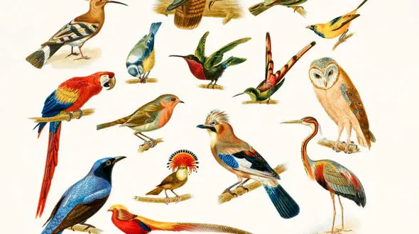 دنیای پرندگان برای چند دقیقه + فیلم