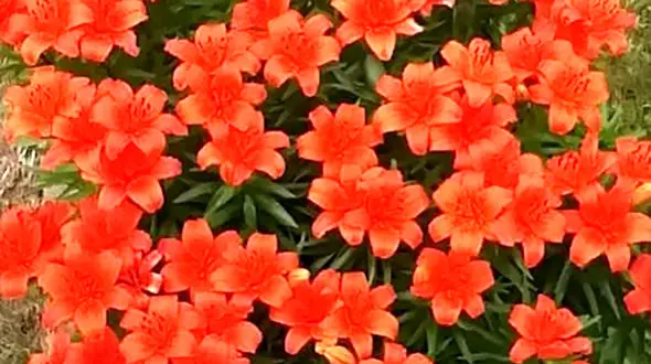 فال ابجد امروز / 15 مرداد + فیلم