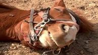 فیلم لحظه نجات یک اسب گرفتار در چاه عمیق / در بوشهر رخ داد