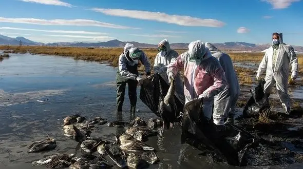 ادامه نسل کشی پرندگان در میانکاله / بی تفاوتی سازمان محیط زیست در برابر مرگ 40 هزار پرنده نادر 
